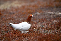 Willow Grouse / Padwa mszarna