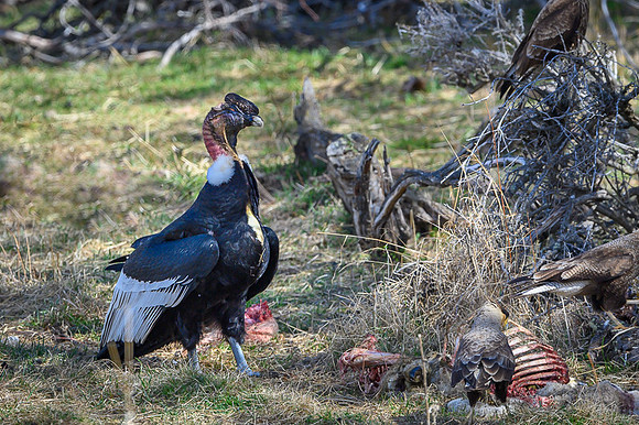Andean Condor