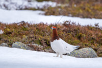 Willow Grouse / Padwa mszarna