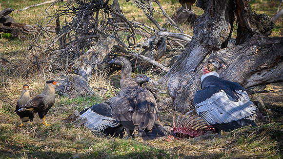 Andean Condor