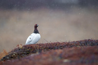 Willow Grouse / Padwa mszarna