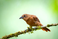 White-lined Tanager