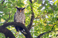 Spot bellied eagel owl