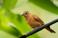 White-lined Tanager