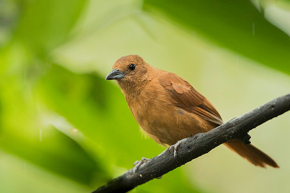 White-lined Tanager