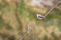 Long-tailed Tit / Raniuszek