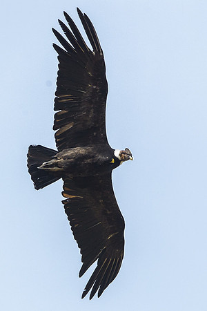 Andean Condor