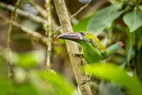 Crimson-rumped Tucanet