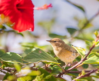 Iberian Chiffchaff / Pierwiosnek