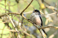Long-tailed Tit / Raniuszek