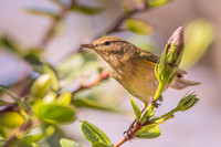 Iberian Chiffchaff / Pierwiosnek