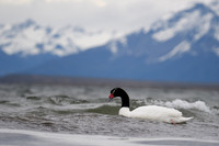 Black-necked swan