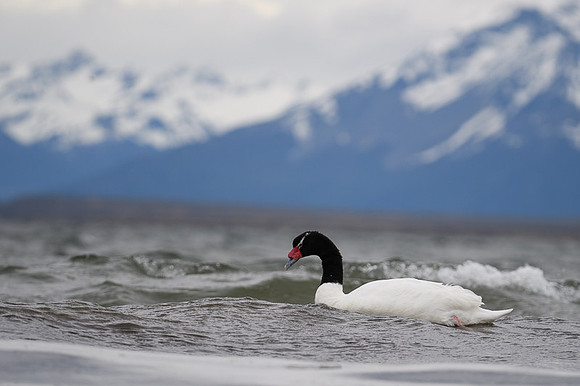 Black-necked swan