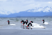 Black-necked swan
