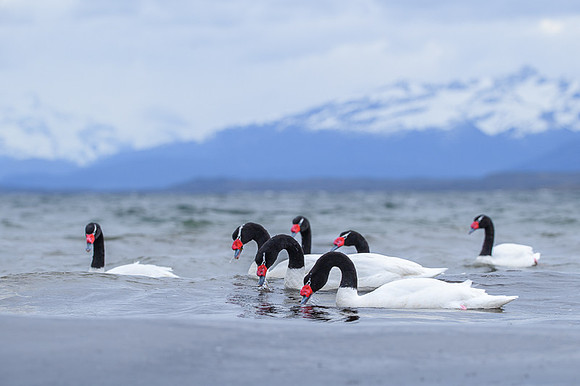 Black-necked swan