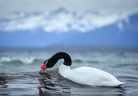 Black-necked swan
