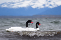 Black-necked swan