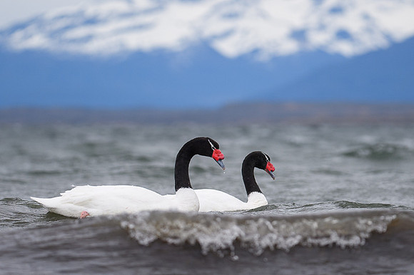 Black-necked swan