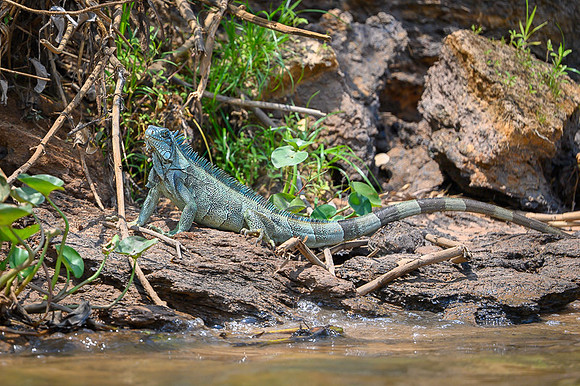 Green Iguana