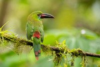 Crimson-rumped Tucanet