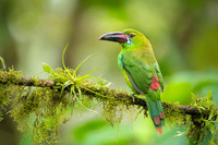 Crimson-rumped Tucanet