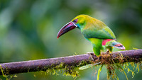 Crimson-rumped Tucanet