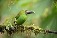 Crimson-rumped Tucanet