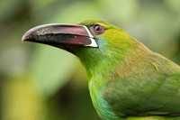 Crimson-rumped Tucanet