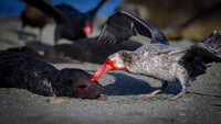 Southern Giant Petrel