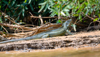 Green Iguana