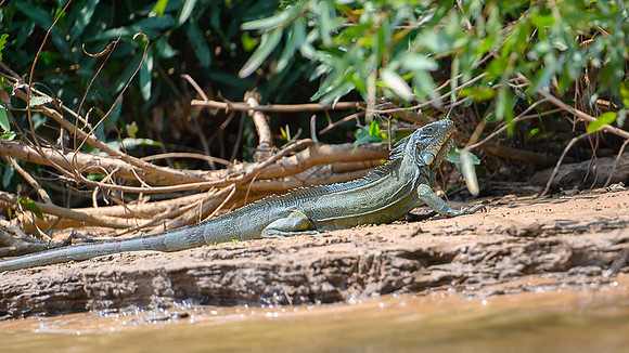 Green Iguana