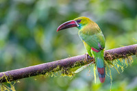 Crimson-rumped Tucanet