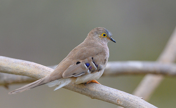 Long-tailed Ground Dove