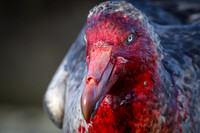 Southern Giant Petrel
