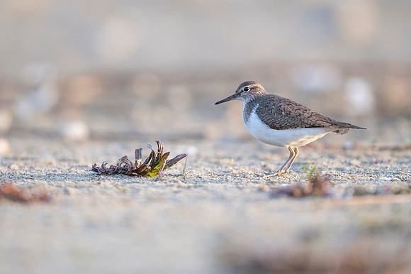 Common Sandpiper / Brodziec piskliwy