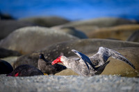 Southern Giant Petrel