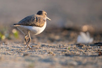 Common Sandpiper / Brodziec piskliwy