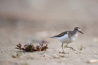 Common Sandpiper / Brodziec piskliwy