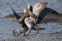 Southern Giant Petrel