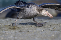 Southern Giant Petrel