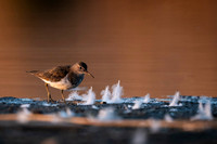 Common Sandpiper / Brodziec piskliwy