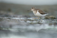 Common Sandpiper / Brodziec piskliwy