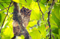 Tropical Screech-Owl