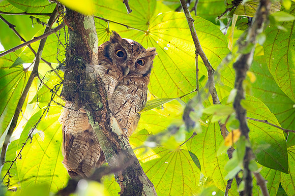 Tropical Screech-Owl