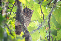 Tropical Screech-Owl