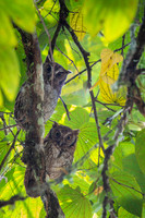 Tropical Screech-Owl