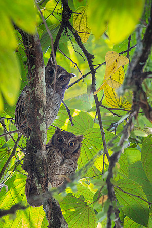 Tropical Screech-Owl