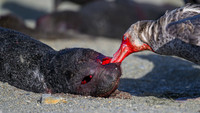 Southern Giant Petrel