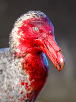 Southern Giant Petrel