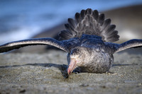 Southern Giant Petrel
